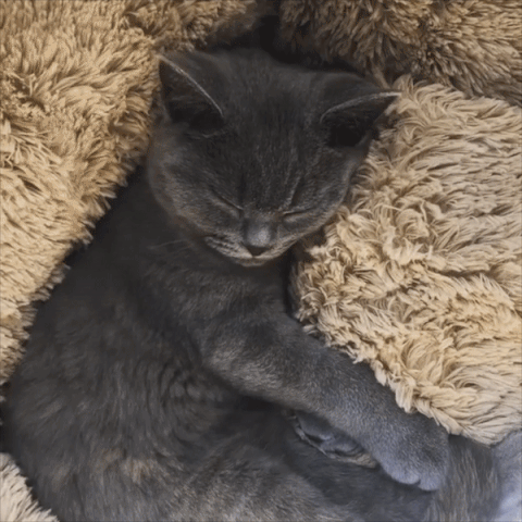 Cat Bed SBDS WORD