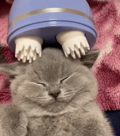 Electric Cat Massager SBDS WORD