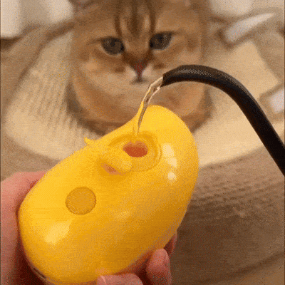 Steamy Brush for Cats SBDS WORD