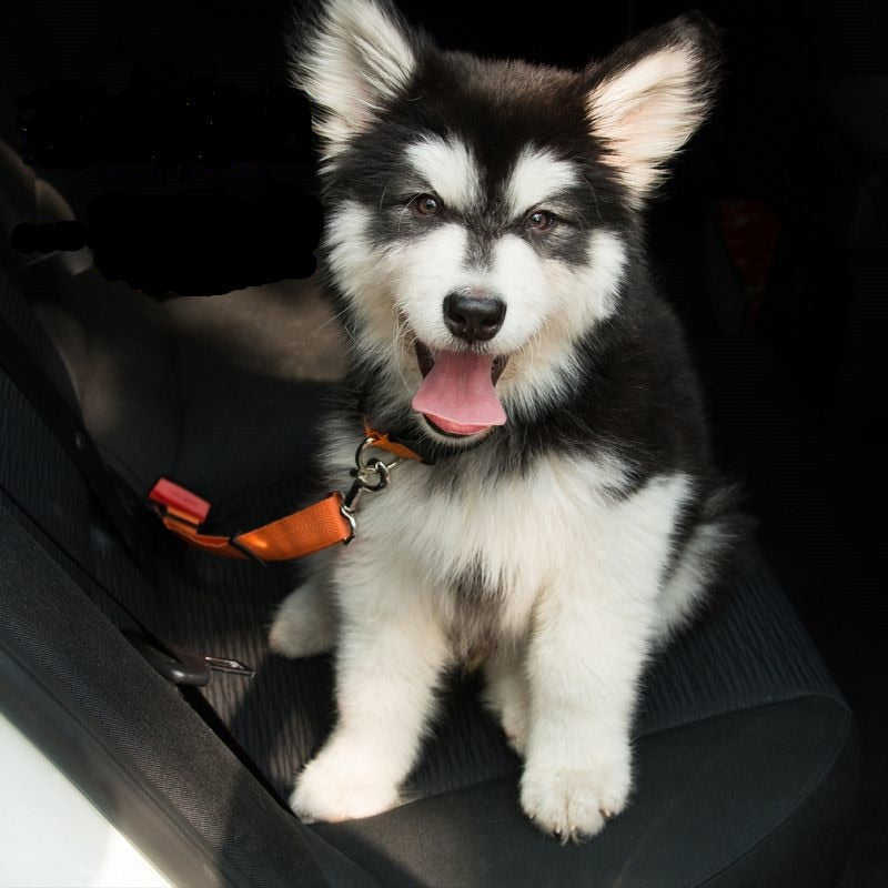 Pet Car Seat Belt SBDS WORD